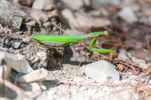 Mantis or praying mantis macro © unclepodger