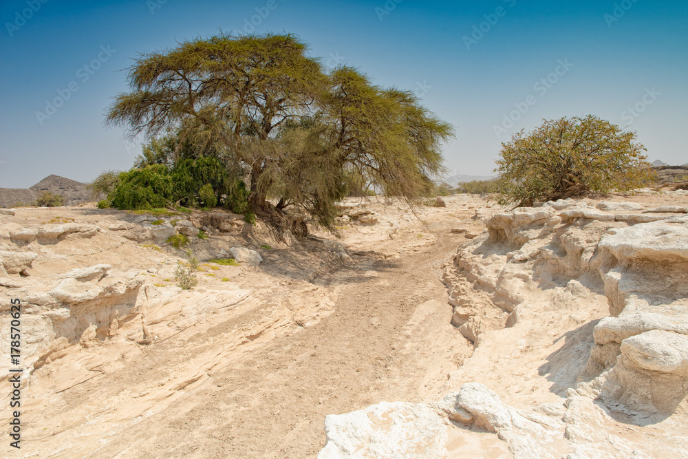 Flussbett des Hoanib in der Trockenzeit, Kaokoveld, Kunene, Namibia