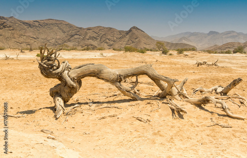 Landschaft mit einem entwurzelten Baum im abgelegenen Hoanib Tal, Kaokoveld, Namibia