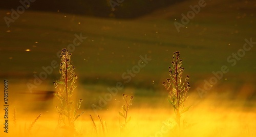 close-up of some sunny summer hight field grass. Ultrawide background