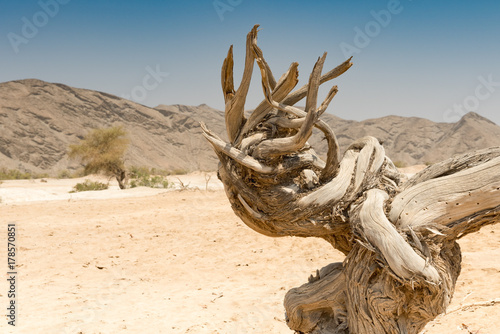 Baumstumpf im Tal des Hoanib, Landschaft im Kaokoveld, Namibia photo