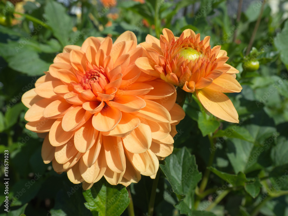 Close up on dahlia flowers Close up on dahlia flowers
