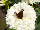 European peakock buterfly sitting on a flower