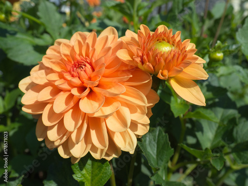 Fototapeta Naklejka Na Ścianę i Meble -  Close up on dahlia flowers