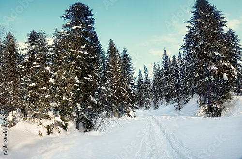 snow drifts in the winter forest