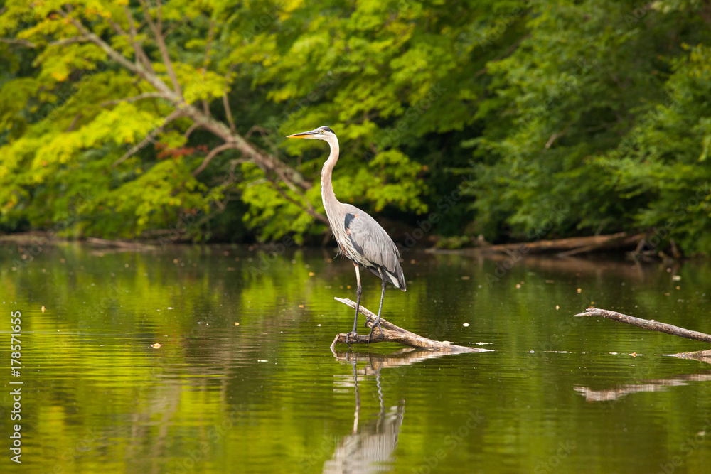 Fototapeta premium Heron perched on a log.