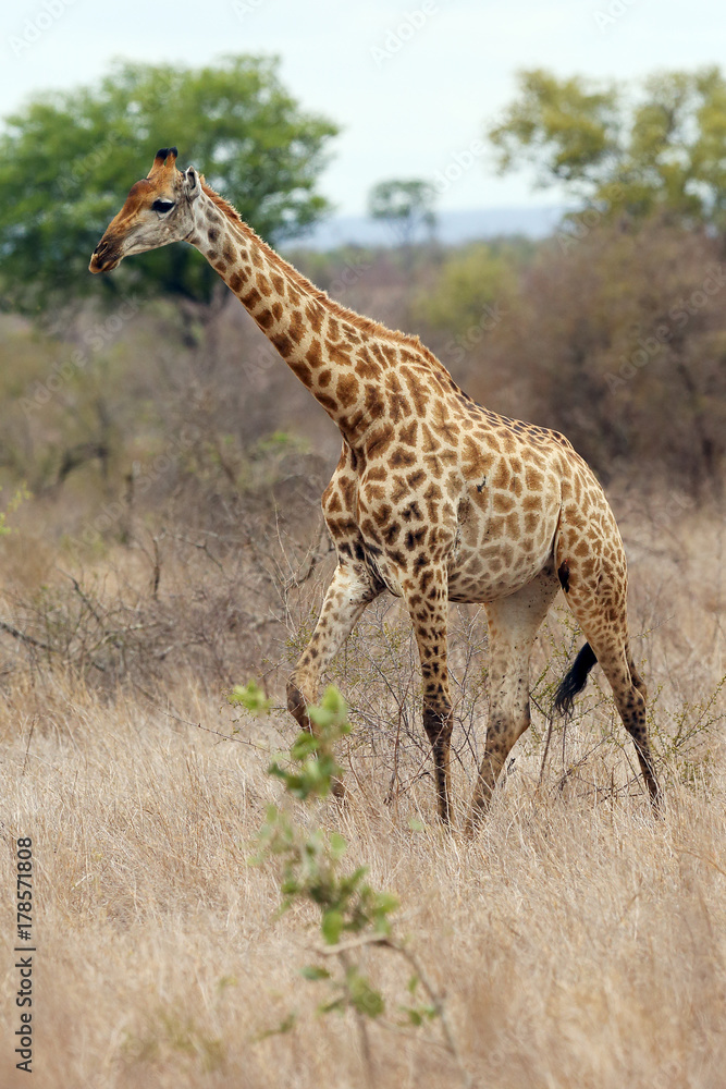 Obraz premium The Masai giraffe (Giraffa camelopardalis tippelskirchi), also spelled Maasai giraffe in a savanna