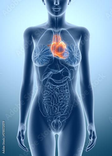 Human heart, medically illustration on blue background