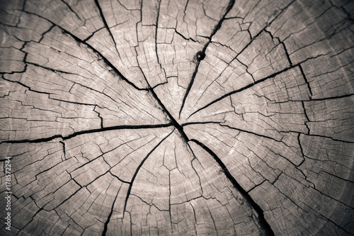 tree trunk wood crack pattern background