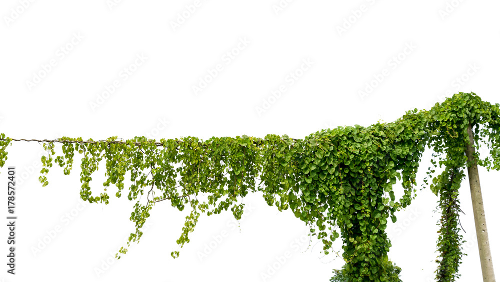Fototapeta premium Ivy green with leaf on isolate white background