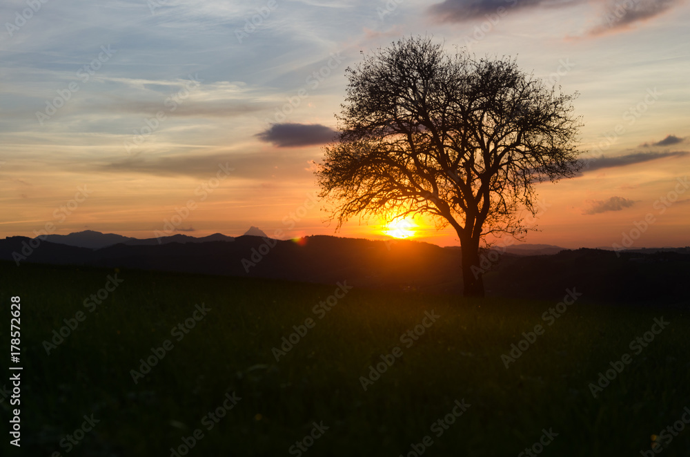 Lonely Tree in the Sunset