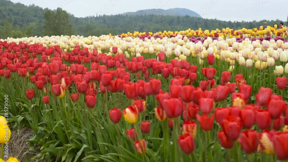 beautiful tulip field in mountains beautiful tulip field in mountains