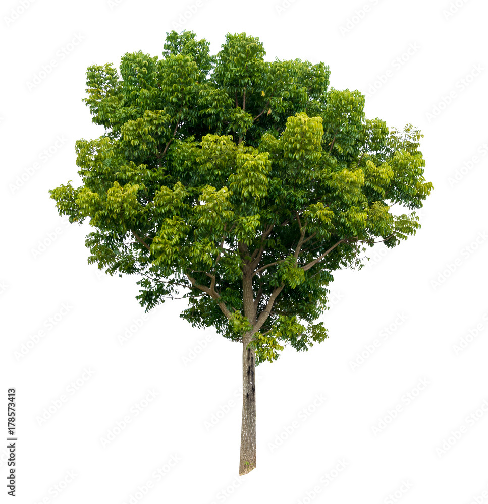 neem tree on white isolate background neem tree on white isolate background