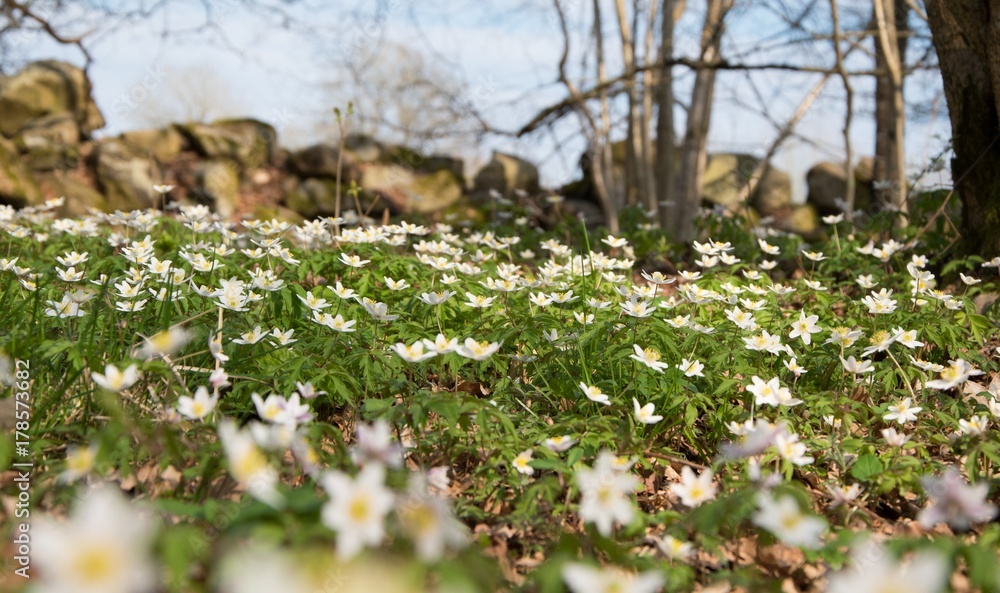 Obraz premium Wood Anemone