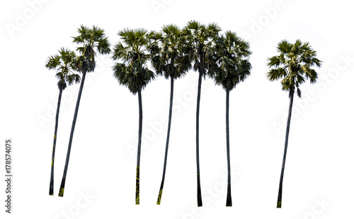 sugar palm tree alone or single on isolate white background © prakasitlalao