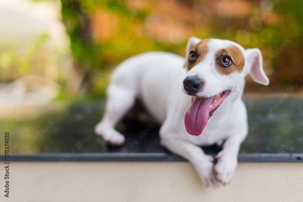 cute jack russel terrier with action post and blur background of garden cute jack russel terrier with action post and blur background of garden