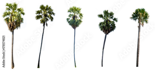sugar palm tree alone or single on isolate white background photo