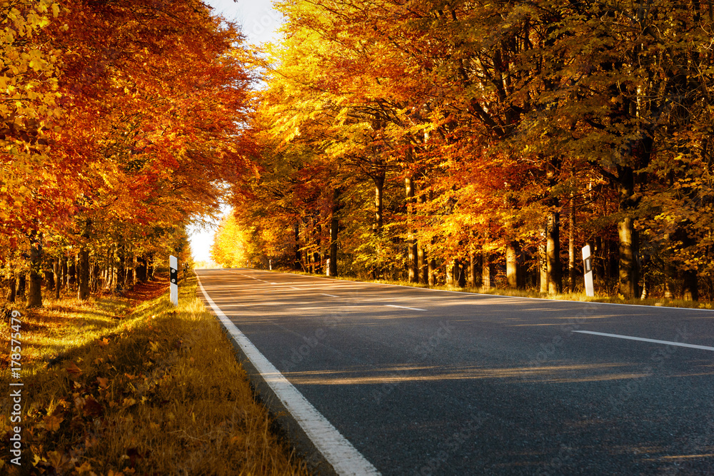Road in the autumnal forest at daylight Road in the autumnal forest at daylight