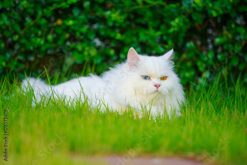 white Persian cat with 2 different-colored eyes (heterocromatic eyes) on grass field photo