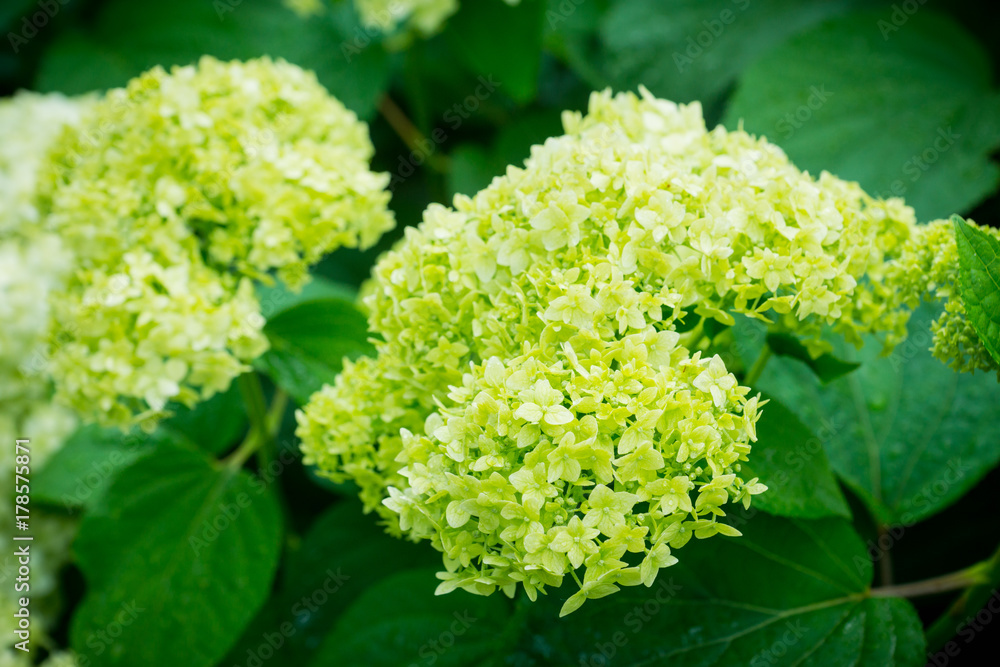 Hydrangea in the garden. Shallow depth of field. Hydrangea in the garden. Shallow depth of field.