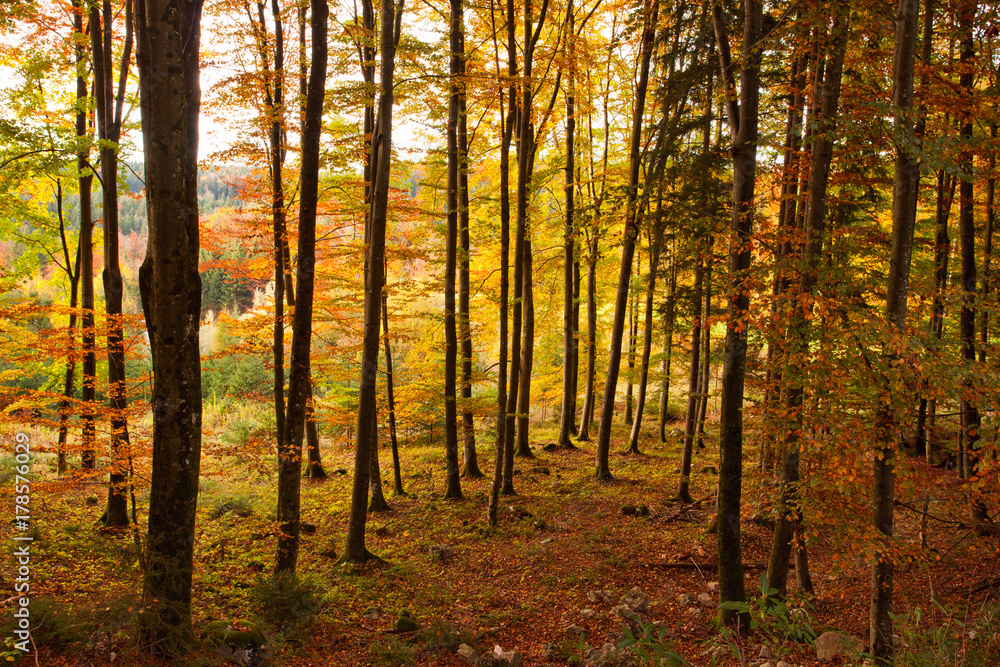 Herbstwald Herbstwald