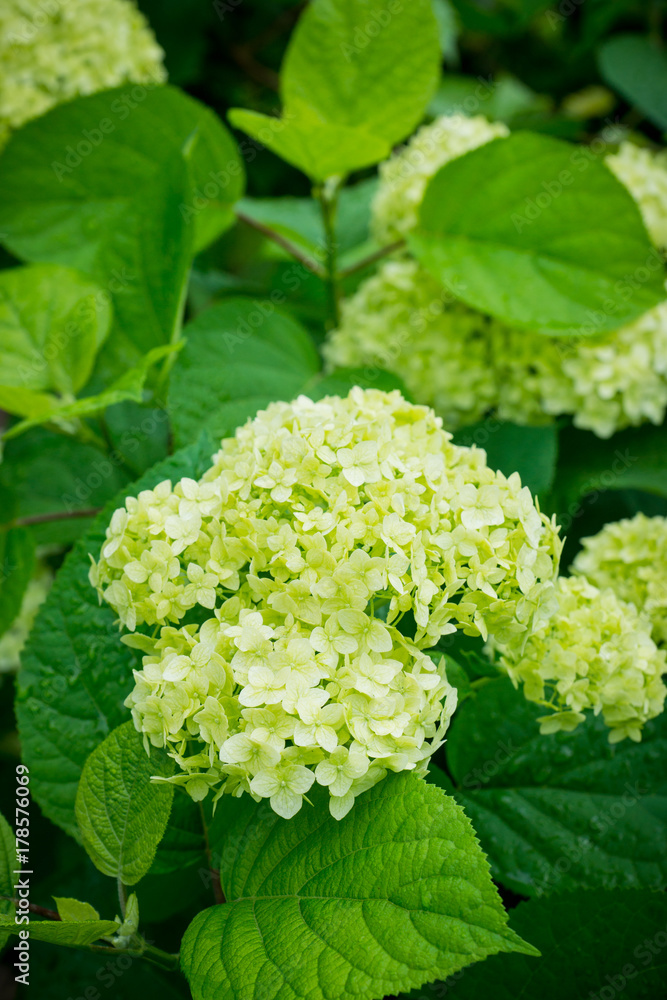 Hydrangea in the garden. Shallow depth of field. Hydrangea in the garden. Shallow depth of field.