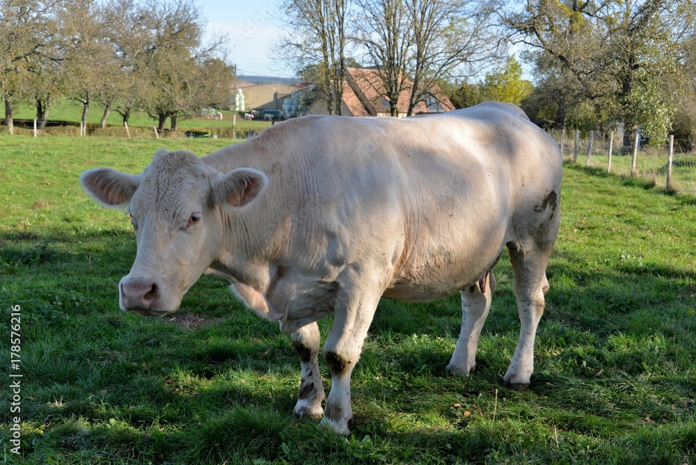 Fototapeta premium Vaches