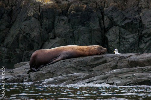 Robbe  Seel  we  liegt auf felsen an der klippe und relaxed oder schl  ft. Aufgenommen auf Vancouver Island