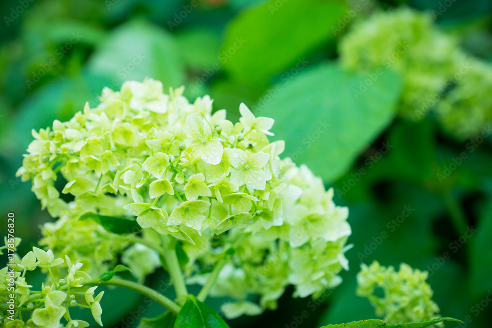 Hydrangea in the garden. Shallow depth of field. Hydrangea in the garden. Shallow depth of field.
