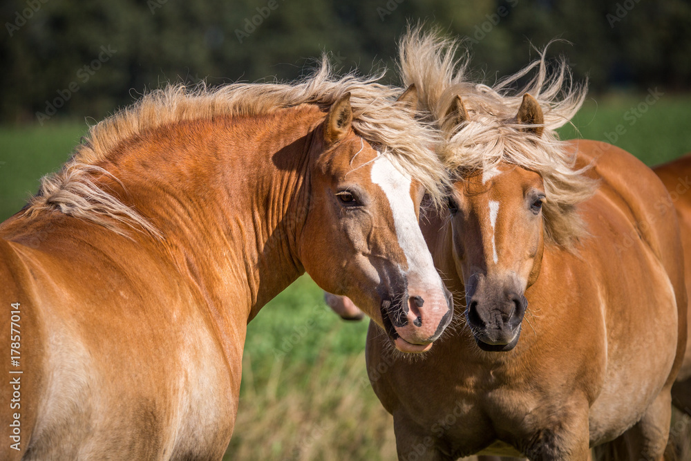 Obraz premium Pferde