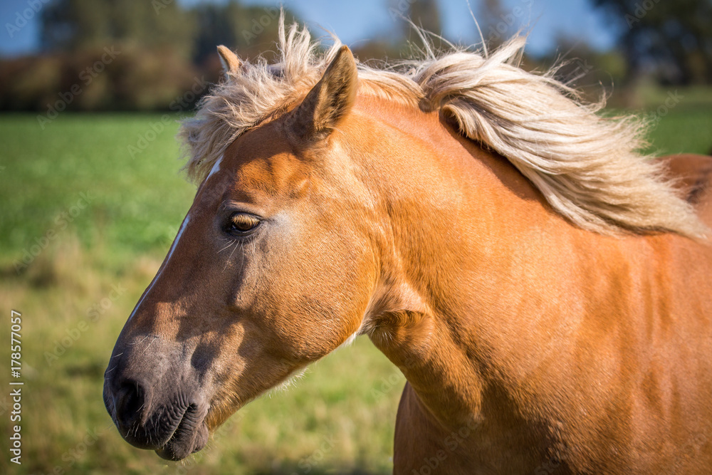 Obraz premium Pferde