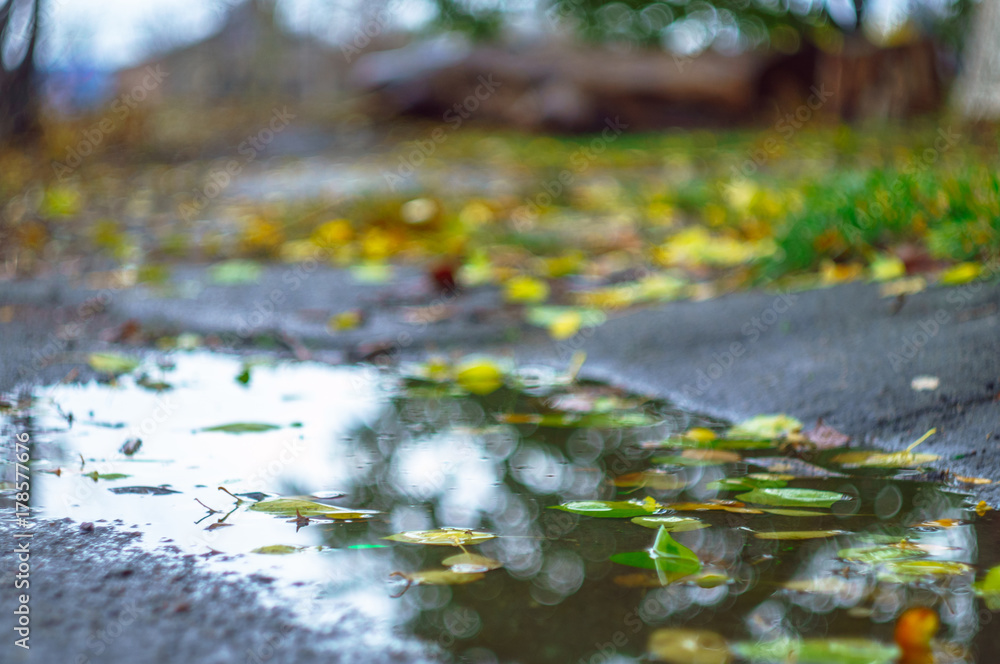 Fototapeta premium autumn leaves in puddle with mirrored tree