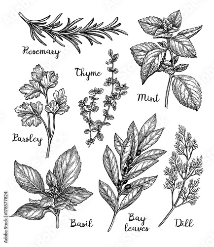 Ink sketch of herbs photo