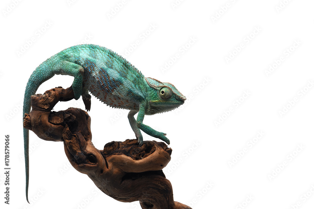 Naklejka premium Blue Panther chameleon isolated on white background