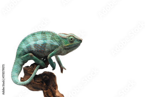 Fototapeta Błękitnej pantery kameleon odizolowywający na białym tle
