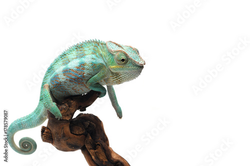 Blue Panther chameleon isolated on white background