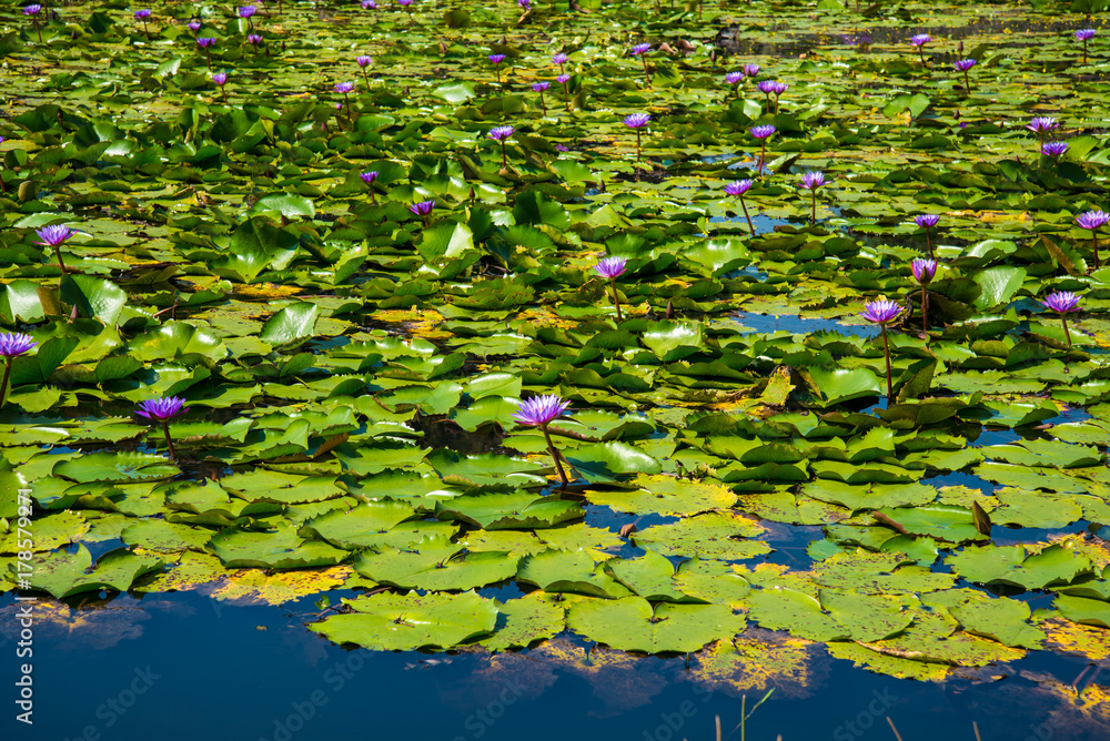 Purple Lotus in the lotus pond Purple Lotus in the lotus pond