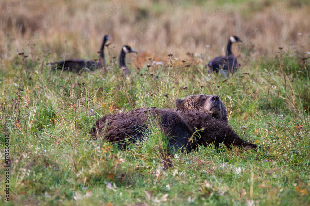 Grizzly Bär liegt in einem Feld und relaxed oder schläft in Kanada Knight inlet Grizzly Bär liegt in einem Feld und relaxed oder schläft in Kanada Knight inlet
