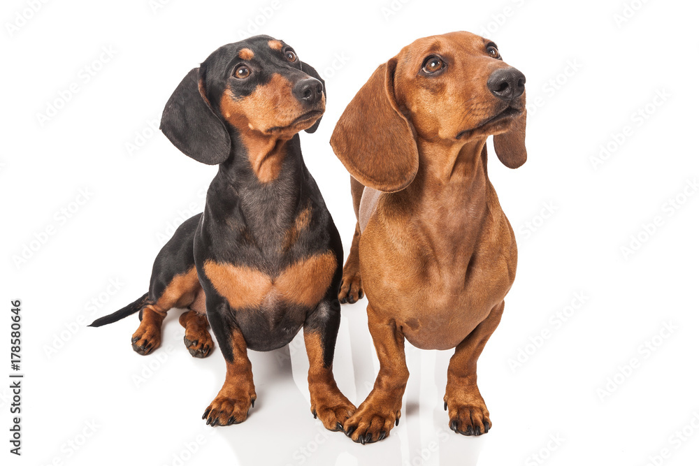 two dachshund dogs over white background