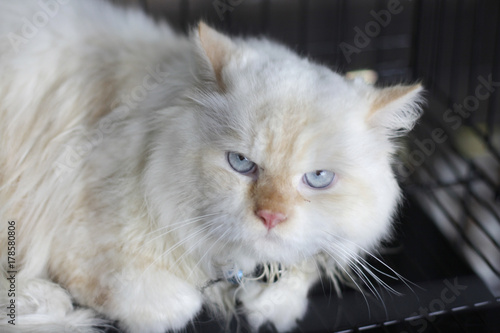Fotografie a angora cat or Felis catus