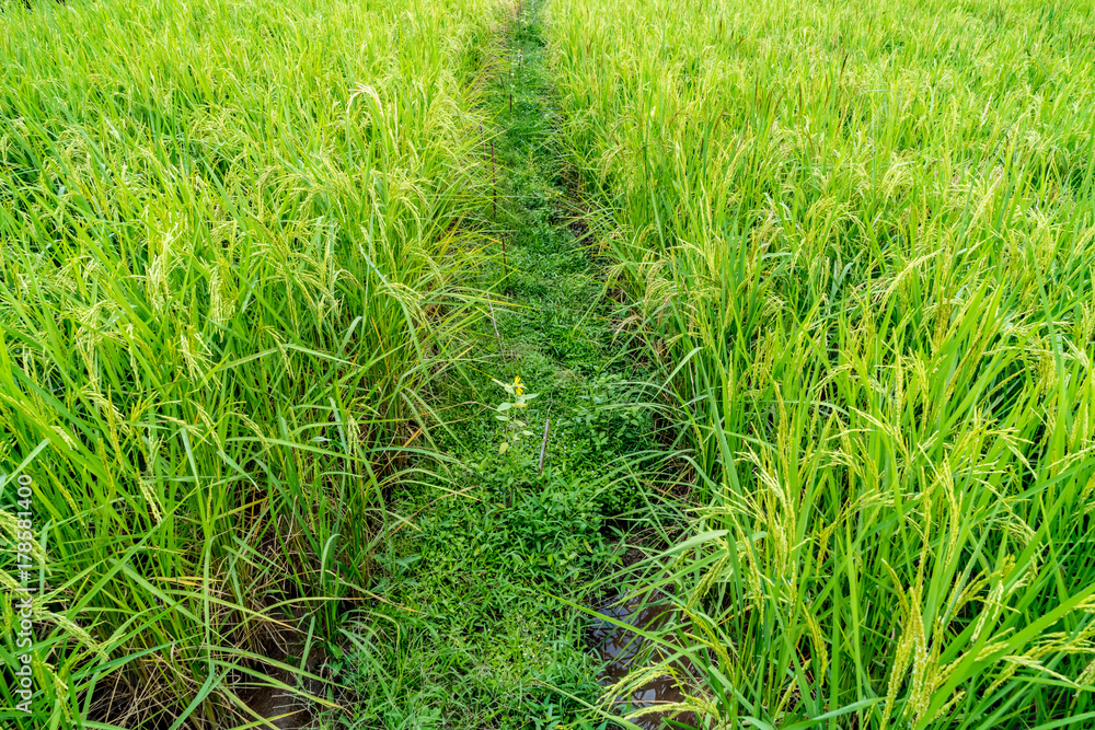 Paddy filed in Thailand Paddy filed in Thailand