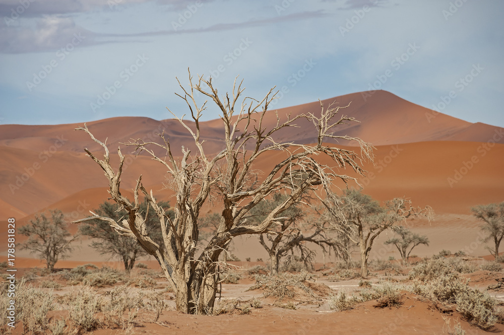 Fototapeta premium Namibia