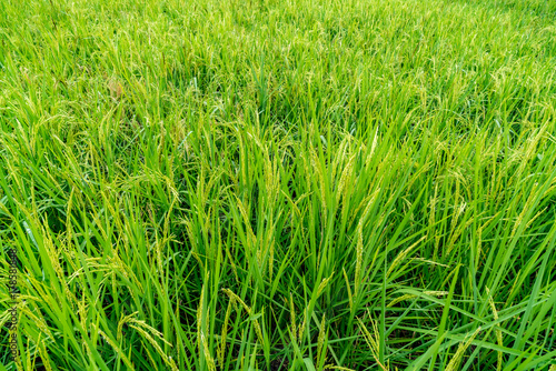 Paddy filed in Thailand