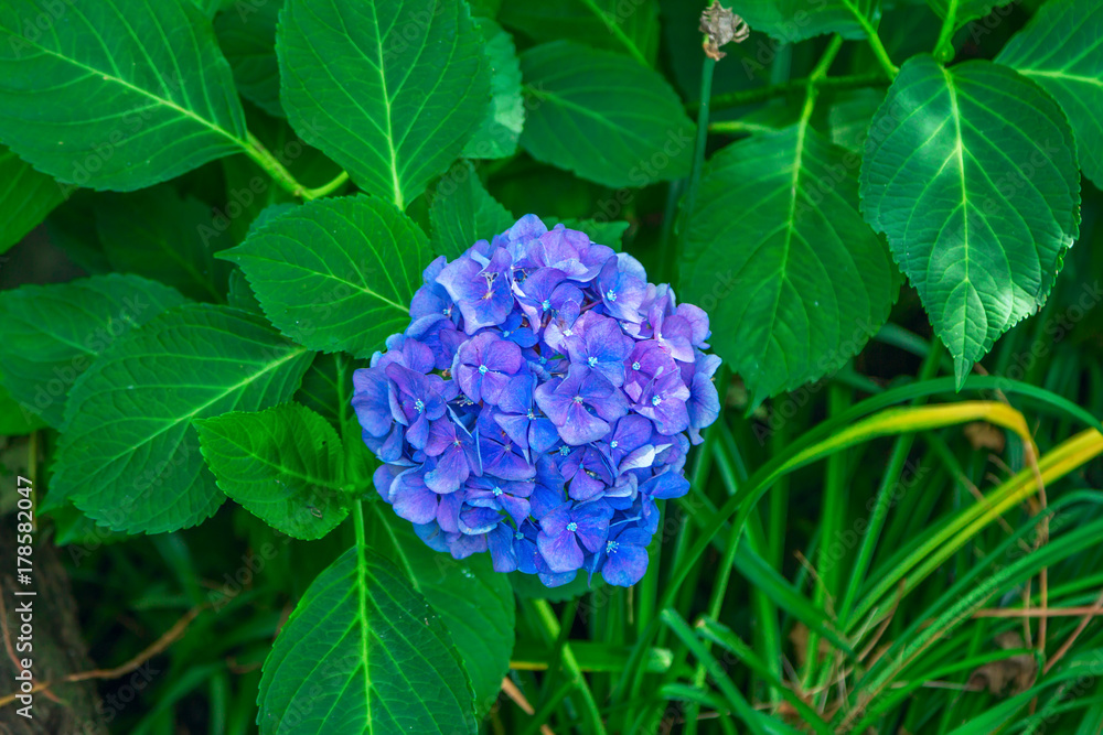 Blooming hortensia bush with beautiful blue flower and green leaves. Hydrangea macrophilla. Blooming hortensia bush with beautiful blue flower and green leaves. Hydrangea macrophilla.