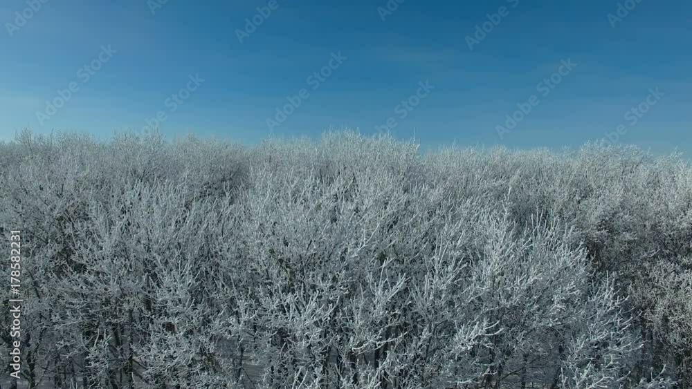 Aerial video of a winter forest at sunny day. Drone moving left at low altitude. 4K Aerial stock footage shot at winter season time. Aerial video of a winter forest at sunny day. Drone moving left at low altitude. 4K Aerial stock footage shot at winter season time.