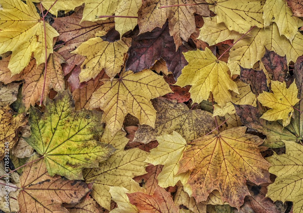 autumn background with dried leaves