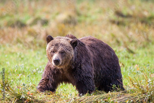 Grizzly Bär läuft über ein Feld in Kanada Knight inlet