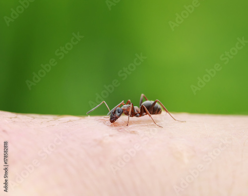  insect harmful brown ant crawling on the skin of the human hand