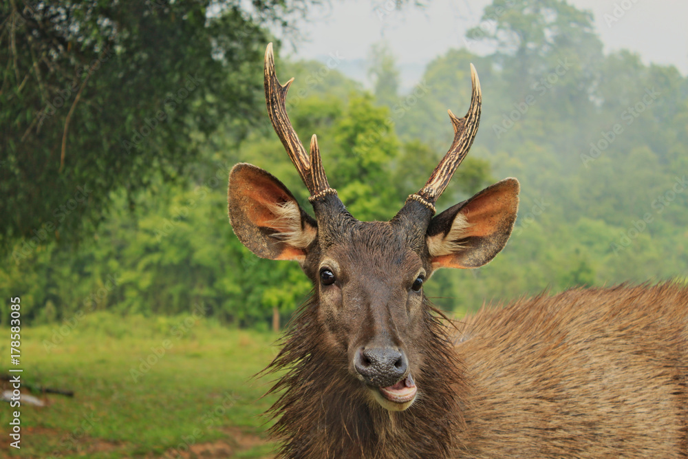 Head of wild dear with smiling face in National Park in Thailand