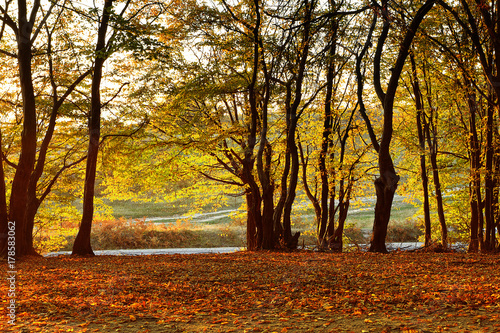 trees in fall season